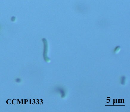 ☆The Ecology of Aquatic Hyphomycetes [水生不完全糸状菌の